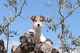 FOX TERRIER 154